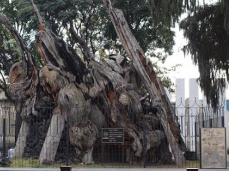 Arbol de la noche triste